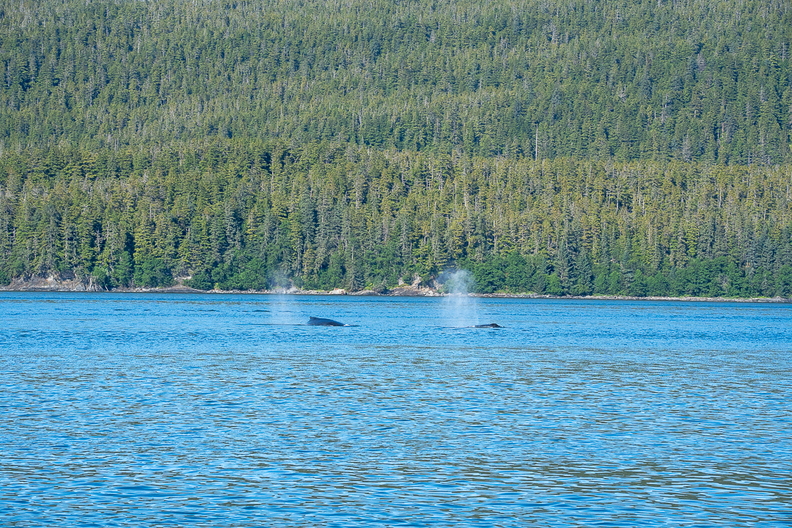jul2026_alaska_whales_0060.jpg