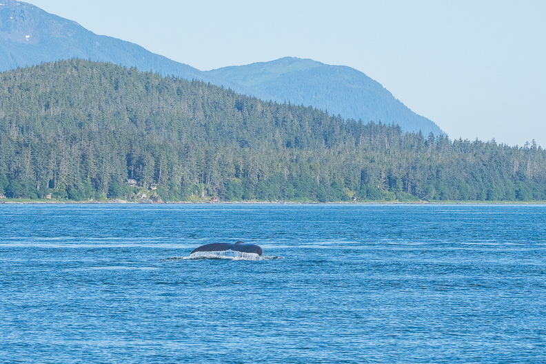 jul2026_alaska_whales_0130.jpg
